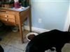 Look at the wonderful things the JEff Co. SPCA has had--Check them out