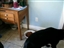 Look at the wonderful things the JEff Co. SPCA has had--Check them out