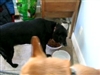 Our SPCA dogs
