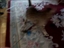Product review on kitty broom from paul2 - Mar 30th, 08