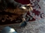 Product review on kitty broom from paul2 - Mar 30th, 08