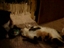 cats go crazy over it