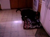 Pet video from tristan l. - Apr 10th, 08