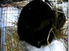 AJ eating hay while sitting on the hay container at Midwest Rabbit
