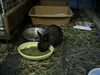 Jordan eating pellets at Midwest Rabbit