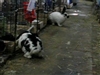 Sergio & Grady running at Midwest Rabbit