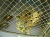 Service review on Mile Hi Humane Society from J - Mar 29th, 08