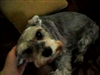 Pet video from 87Peace87 - Apr 2nd, 08