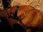 mini dogz for samson
