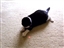 Polly loves this toy!