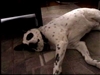lazy Otis