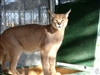 Kalaj, Caracal