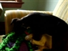 Tanto loves playing with it, but Sacagawea always has to join in