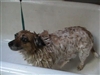 Getting a bath at PVH