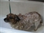 Getting a bath at PVH