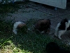 Babies a runnin!