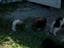 Babies a runnin!