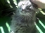 Service review on Pet Adoption League from Michele - Jul 9th, 08