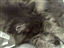 Skizzy Makes Progress--Sleeping On My Newspaper!