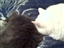 Then-Foster Cat Makes Friends With Resident Princess