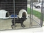 These are our favorite dog houses at the shelter!