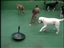 PhysiPet Exercise Device