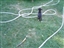 Playing in the yard
