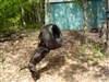 Dizzy dog