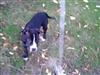 Pet video from Marta J. - Apr 30th, 08