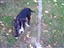 Pet video from Marta J. - Apr 30th, 08