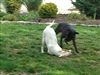 Playing Bulls