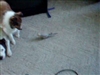 Peaches, lucky, and soso
