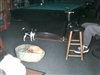 chihuahua with dad