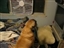 Bandit Howls after his surgery to remove his eye