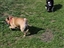 Bandit and Kittsy at the dog park!
