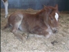 Nurse Mare Foals 2007