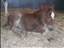 Nurse Mare Foals 2007