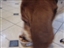 Penny is eating roasted Chicken, its so good