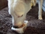 Maggie looked up for just a minute but got right back to eating, nothing is important enough to distract her