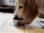 Daisy is eating Beef Stew