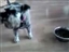 Angel likes this dog food!