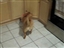 Sweetie Plays For Hours!