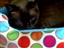 Product review on Rite Aid Pet Bed from Michele - Jul 21st, 08