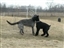 Scottish Deerhound and Giant Schnauzer try to establish dominance