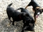 The puppies playing together!