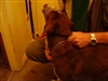 Muzzle needed for some shelter dogs