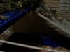 Bunnies rescued by Shelbyville HS!