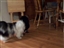 Lacey & Miracle Playing  (Best Friends Forever)