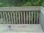Blue Jay Picks A Bigger Peanut