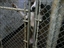 Dogs available for adoption